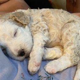 Bernedoodles from Blue Moon Farm