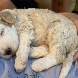 Bernedoodles from Blue Moon Farm