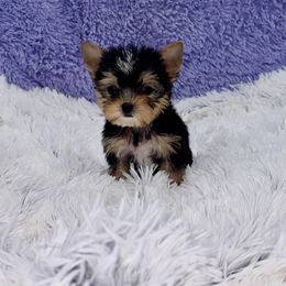 Yorkshire Terrier Puppies from The Royal Yorkie Den LLC