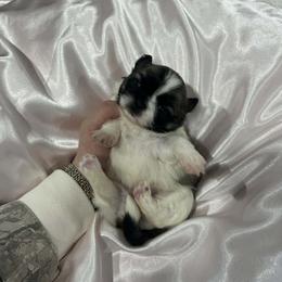 Pekingese All Grown Up from Sweet Pekes