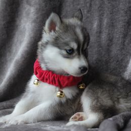 Siberian Husky Puppies from Cascade Siberians