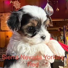 Red - Parti female Yorkshire Terrier puppy in South Lake Tahoe, California from Sierra Nevada Yorkies