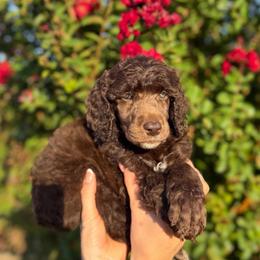Sunny - Brown male Poodle puppy in Midwest City, Oklahoma from Strawberry Hill Puppy Patch