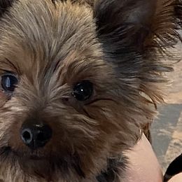 caden - Yorkshire Terrier