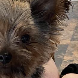 caden - Yorkshire Terrier