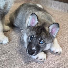 5 Red - Agouti and white male Siberian Husky puppy in Dane, Wisconsin from Sunny Hurricane Siberians