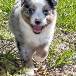 Joan - Blue merle female Miniature Australian Shepherd puppy in Myakka City, Florida from Gable A Aussies