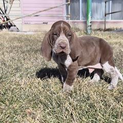 Bracco Italiano and Chihuahua Puppies from Snow Peak Kennel