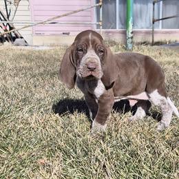 Bracco Italiano and Chihuahua Puppies from Snow Peak Kennel