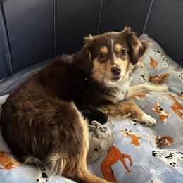 Luna - Toy Australian Shepherd