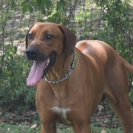 Chevy - Rhodesian Ridgeback