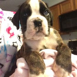 Boxer Puppies from Aleman Boxers