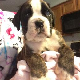 Boxer Puppies from Aleman Boxers