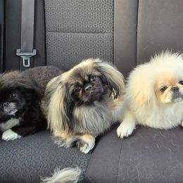 Pekingese from Sweet Pekes