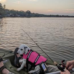 Dalmatian Puppies from Rainier DALS LUA Dalmatians of Washington