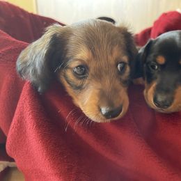 Dachshund Puppies from Cogsworth Cromwell Dachshunds of South West Michigan