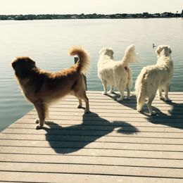 Golden Retrievers from A Golden Paradise
