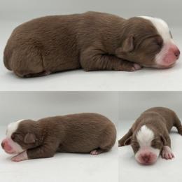 Red tri female 1 - Red tri female Miniature Australian Shepherd puppy in Brooker, Florida from Honey, I Shrunk the Aussies