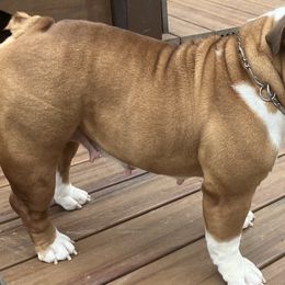 FRANCES - Bulldog