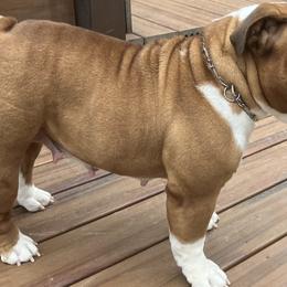FRANCES - Bulldog