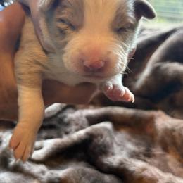 Barney - Red merle male Border Collie puppy in East Ellijay, Georgia from Nine Peaks Border Collies