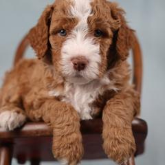 Nile - male Golden Mountain Doodle puppy in Murray, Utah from Good Looking Dogs