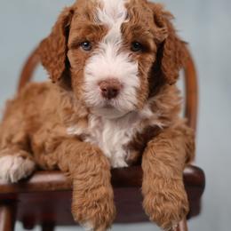 Nile - male Golden Mountain Doodle puppy in Murray, Utah from Good Looking Dogs