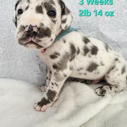Steve - Harlequin male Great Dane puppy in Bay City, Michigan from Monarch Danes