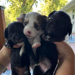 Parti Male - Parti male Yorkipoo puppy in Topeka, Kansas from Bayless Yorkiepoos