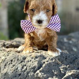 Sage (Purple) - Red  female Goldendoodle puppy in St. George, Utah from Dashing Doodle Pups