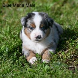 Blue Merle Male - Blue merle male Miniature American Shepherd puppy in Rochester, Massachusetts from Anchored Roots Miniature American Shepherds