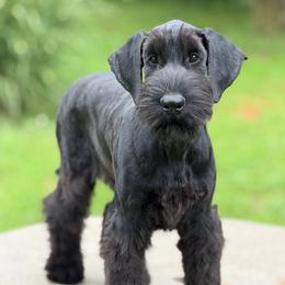 Mini - Black female Giant Schnauzer puppy in Bois D’arc, Missouri from Down Low Kennels