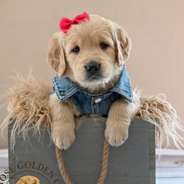 Golden Retriever Puppies from T Rose Golden Co.