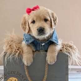 Golden Retriever Puppies from T Rose Golden Co.