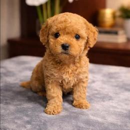 Little Precious Geneva - Red  female Poodle puppy in Davie, Florida from Dave Poodles