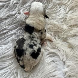 Blue Merle boy - Blue merle and white male Cardigan Welsh Corgi puppy in Clinton, Tennessee from High Hopes Farm