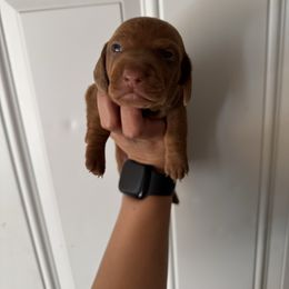 Louie - Red male Dachshund puppy in Nuevo, California from Weenie Hut Jrs