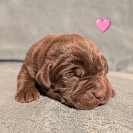 Girl 3 - Chocolate female Labrador Retriever puppy in Yucca Valley, California from Beachn Ranch