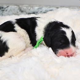 Green Boy - Black and white male Bernedoodle puppy in Enfield, Connecticut from Sweet Connecticut Doodles