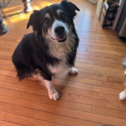 Arrow - Australian Shepherd