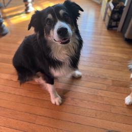 Arrow - Australian Shepherd