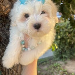 Female 3 - White female Coton de Tulear puppy in Yuba City, California from Sutter Buttes Coton De Tulear