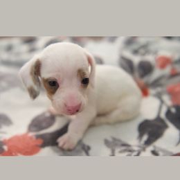 Dachshund Puppies from Purpleheartdoxies