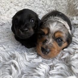 Dachshund Puppies from Okie Dokie Doxie