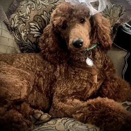 Poodle Puppies from Prissy Pants Poodles LLC