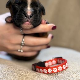 Red - Brindle Boxer puppy in Mooresboro, North Carolina from Echo Hollow Boxers