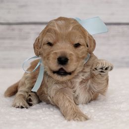 Australian Labradoodle Puppies from Integrity Labradoodles