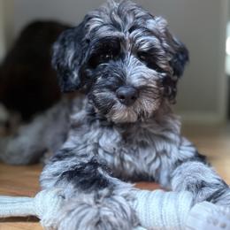 Willow - Goldendoodle