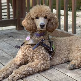 ZoeyBella - Poodle