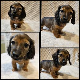 Shaded Red - Red male Dachshund puppy in Panama City Fl, Florida from Southern Bliss Doxies